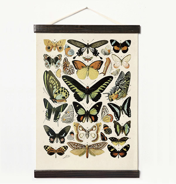 Butterfly Chart Poster